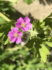 Geranium