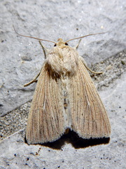 Mythimna congrua