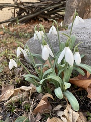 Galanthus nivalis