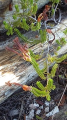 Erica viridiflora viridiflora
