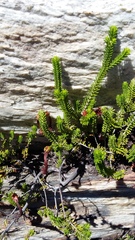 Erica viridiflora viridiflora