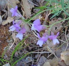 Lathyrus filiformis
