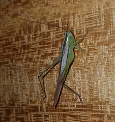 Conocephalus upoluensis