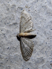 Eupithecia haworthiata