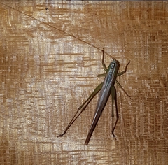 Conocephalus upoluensis