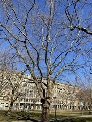 Platanus × hispanica