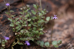 Lobelia arnhemiaca