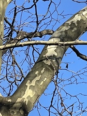 Platanus × hispanica