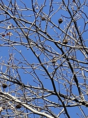 Platanus × hispanica