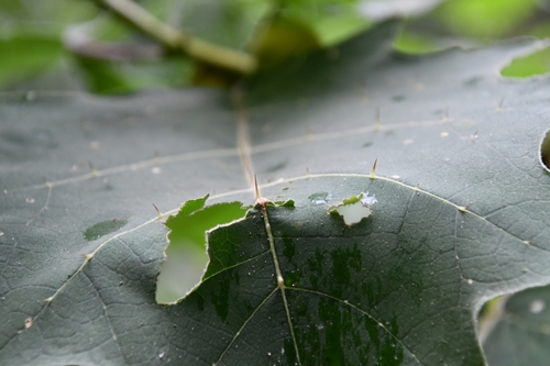 Image of Solanum lasiocarpum by (c) Иван Ковтун Ivan Kovtun, some rights reserved (CC BY)
