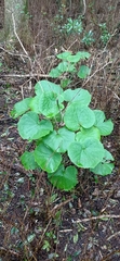 Pericallis malvifolia