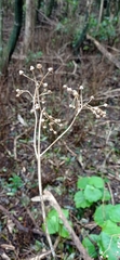Pericallis malvifolia