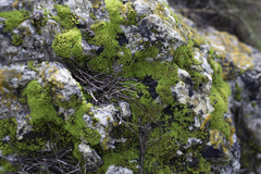 Lathagrium auriforme