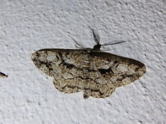 Peribatodes umbraria