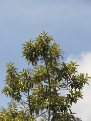 Critoniopsis bogotana