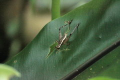 Lebinthus lanyuensis