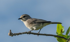 African Grey Flycatcher photo 2