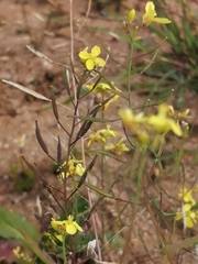 Brassica barrelieri