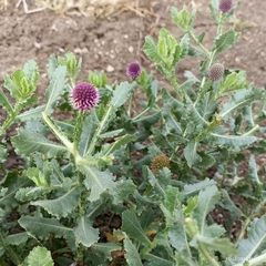 Sphaeranthus indicus