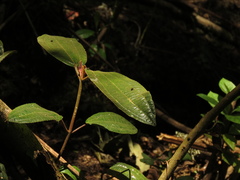 Miconia cataractae