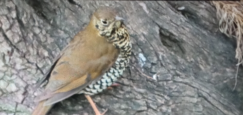 Alpine Thrush (Zoothera mollissima), photo 7