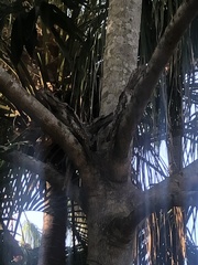 Podargus strigoides