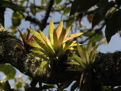 Tillandsia biflora