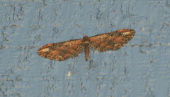 Eupithecia subapicata