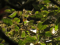 Croton coriaceus