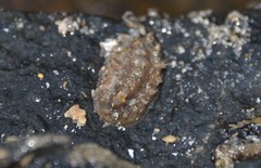 Acanthochitona crinita