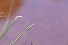 Austroagrion