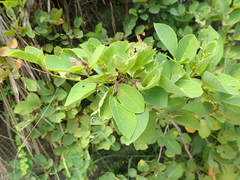 Dendrolobium umbellatum