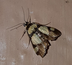 Deuterarcha xanthomela