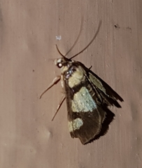 Deuterarcha xanthomela