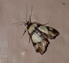 Deuterarcha xanthomela