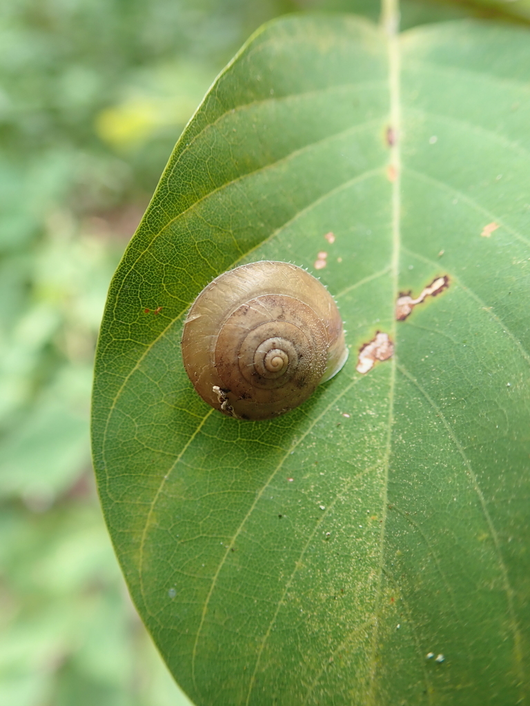 Slum Snails Common Land Snails and Slugs from 台灣台東縣 on September 5, 2020 at 10:37 ...