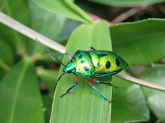 Calliphara excellens