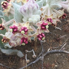 Asclepias californica californica
