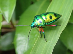 Calliphara excellens