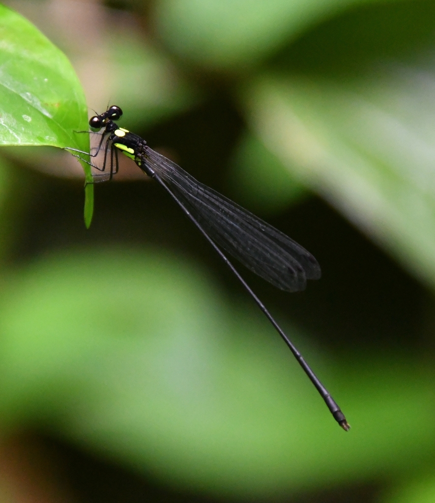 Coeliccia yamasakii