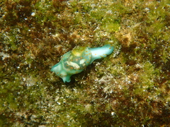 Lamprohaminoea cymbalum