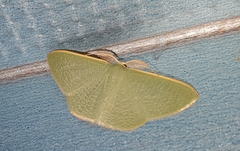 Prasinocyma ocyptera