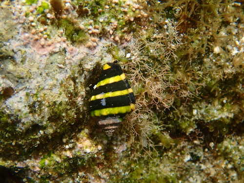 Bumblebee Snail