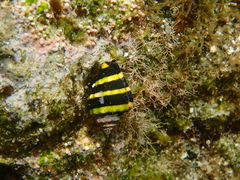Engina mendicaria