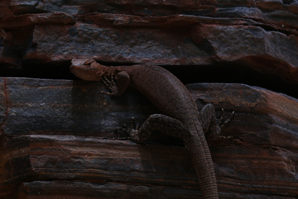 Southern Pilbara Rock Goanna