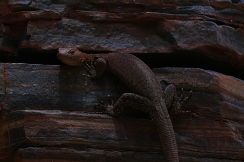 Southern Pilbara Rock Goanna, Varanus hamersleyensis