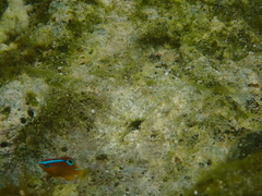 Chrysiptera brownriggii