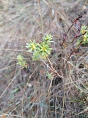 Thymelaea tinctoria