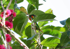 Red-Fronted Lorikeet photo 1