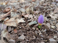 Crocus nivalis